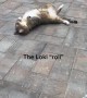 Roly Poly Cat