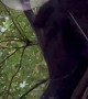 Bear Eats From Bird Feeder