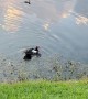 Helping a Duckling Return to Mother That was Caught by Weimaraner