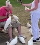 Crowd of Cockatoos Await Almonds