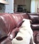 Playful Pups Bounce Around Couch