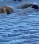 Herd of Manatees Startles Swimming Dog