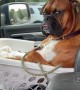 Boxer Chills in Basket