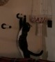 Cat Can't Quite Climb into Bed