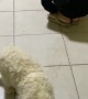 Puppy Gracefully Imitates Its Owner