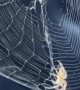 Big Spider Spins Web on Passenger Side