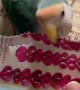 Lovebird Makes Pretty Paper Tail