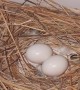 Dove Makes Nest in Bathroom Sink