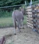 Waffles the Donkey Attempts to Help with Home Projects