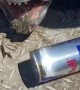Scary Fish Chomps Through Energy Drink Can
