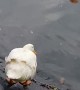 Butterfly Annoys Duck