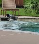 Huckleberry the Puppy Discovered the Pool