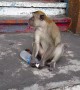 Monkey Steals A Woman's Water