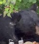 Bear Eats Buffet at a Birthday Party