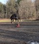 Feisty Horse Bucks Off Rider