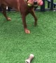 Dog Carries Three Tennis Balls in His Mouth