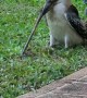 Kookaburra Pulls Out a Very Large Earthworm