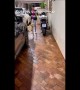 Dog Helps Bring in Groceries