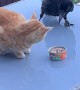 Crow Steals Kitty's Meal