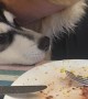 Kitten Chows Down on Corn on the Cob