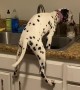 Snoopy Dalmatian Stands in Kitchen Sink