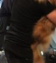 Golden Retriever Gets Carried Up Escalator