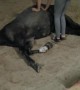 Gassy Horse Gets a Massage
