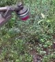 Chainsaw Blade on a Weed Whacker