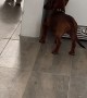 Dogs Play Hide-and-Seek