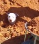 Pitbull Gets Buried in Dirt