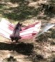 Bear Cub Tries Out a Hammock