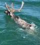 Caribou Goes For A Swim