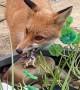 Fox Decides Fairy Statue is Hers