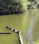 Line of Turtles on a Log