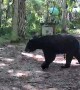 Mama Bear and Cub Find New Toy
