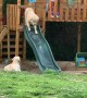 Golden Retrievers Apprehensive About Slide