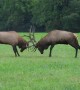 Elk Spar During a Rut