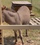Poor Waffles the Donkey is Boarded Out of Job Site
