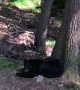 Mama Bear Naps While Cubs Play in Tree