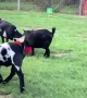 Goat Pushes Its Luck Jumping Fence