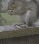 Squirrel Has a Tailbrella