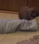 Bunny Plays in Toy Tunnel