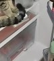 Cat Won't Get Out of Fridge