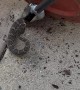 Finding a Rattle Snake Hidden in a Flower Pot