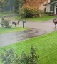 Moose Chase in the Cul-de-Sac