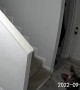 Sphynx Cat Climbing Up Picture Falls Back off Wall