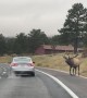 Elk Challenges a Car to a Battle