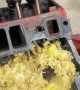 Mice Make Their Home in an Engine