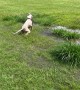 Bella the Boxer Happily Plays in Puddle