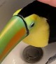 Toucan Purrs When Petted